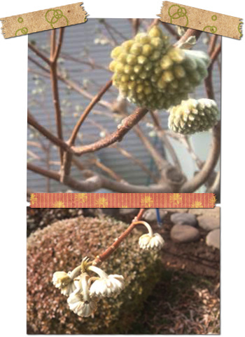 春の草花 なにこのロマネスク 雑談用
