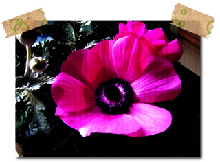 フリー素材 フラワーパーツ 春 花素材 福寿草 写真素材