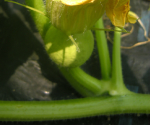 フリー素材 写真素材 かぼちゃ かぼちゃの実 家庭菜園