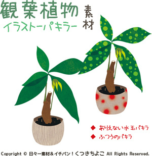 フリー素材 イラスト 観葉植物 パキラ サンプル画像