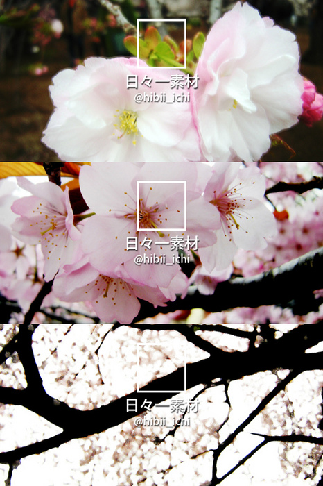 Twitter ヘッダー画像 アイコン 写真素材 桜 サンプル画像
