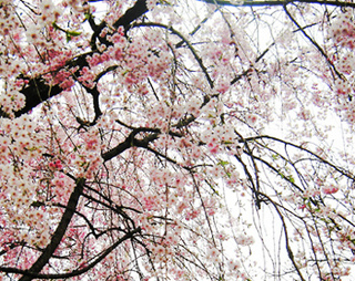 お花見 桜 深大寺 見頃 満開 フリー写真素材