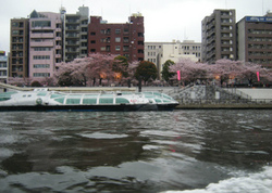 水上バス 隅田川 浅草 桜 写真素材