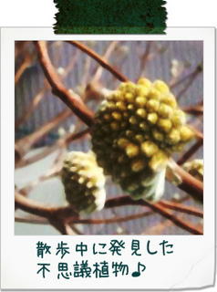 散歩 散歩写真