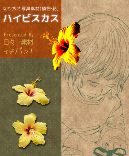 フリー写真素材《切り抜きハイビスカス(イエロー)2種》zip ダウンロード サンプル画像