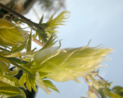 散歩植物図鑑 4月 花 フリー写真素材