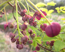散歩植物図鑑 4月 花 フリー写真素材
