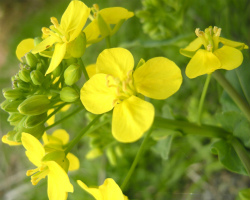 散歩植物図鑑 4月 花 フリー写真素材