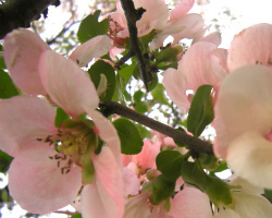 散歩植物図鑑 4月 花 フリー写真素材