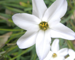 散歩植物図鑑 4月 花 フリー写真素材