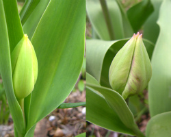 散歩植物図鑑 4月 花 フリー写真素材