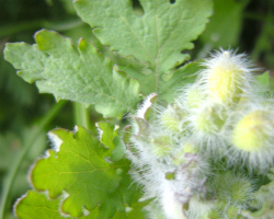 散歩植物図鑑 4月 花 フリー写真素材
