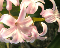 散歩植物図鑑 4月 花 フリー写真素材