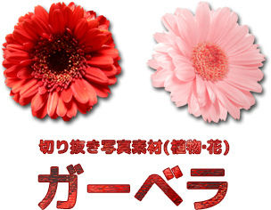 写真素材 写真切り抜き素材 花素材 ガーベラ サンプル画像