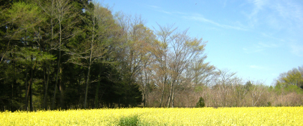 那須 青木の森カフェ 菜の花 写真素材