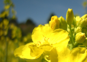 那須 青木の森カフェ 菜の花 写真素材