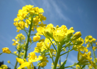 写真素材 菜の花畑 那須 青木の森