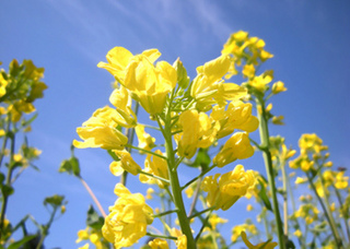 写真素材 菜の花畑 那須 青木の森