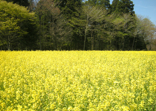 写真素材 菜の花畑 那須 青木の森