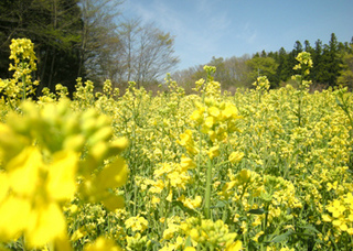 写真素材 菜の花畑 那須 青木の森