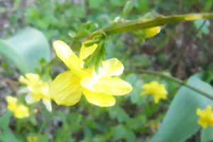 ご近所 花 黄色い花 ガーデニング 山吹
