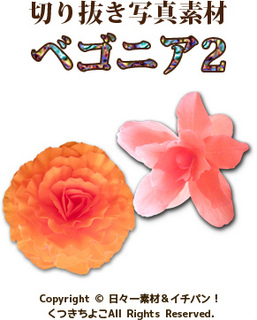 写真素材 切り抜き写真 花 ベゴニア サンプル画像