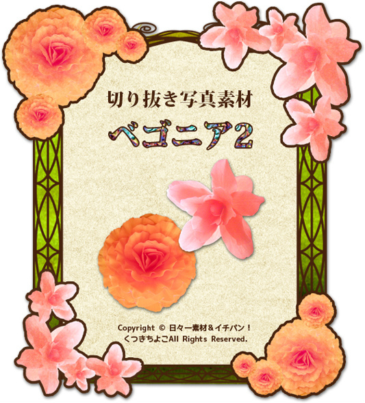 写真素材 切り抜き写真 花 ベゴニア サンプル画像