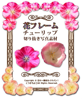 フリー素材 花素材 チューリップ 切り抜き写真 フレーム サンプル画像