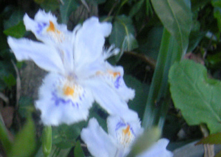 雑談 花 写真素材 シャギ