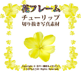 フリー素材 花 写真 チューリップ(黄色) サンプル画像