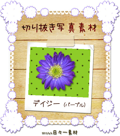 切り抜き写真素材 花 デイジー 紫