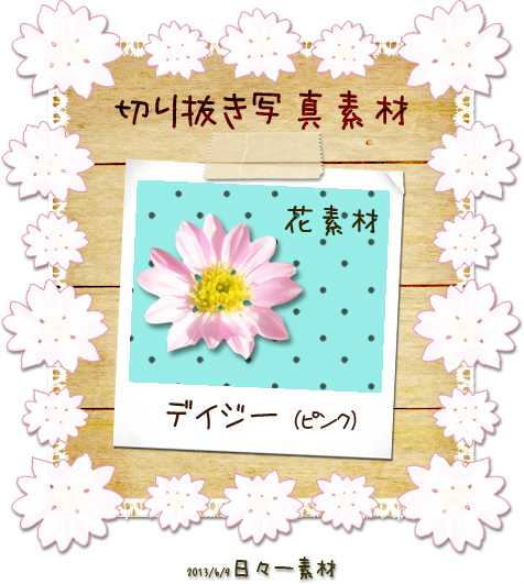 切り抜き写真素材 デイジー ピンク