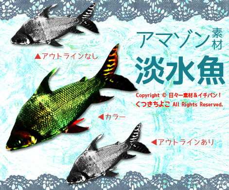 フリー素材　イラスト　淡水魚　アマゾンの魚　しましまの魚　サンプル画像
