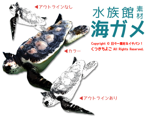 水族館フリーイラスト素材 ウミガメ 3パターン 配布と偽ウミガメのスープ 日々一素材