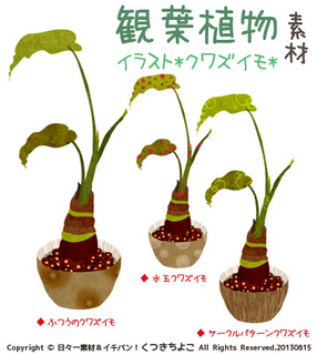 フリー素材 イラスト 観葉植物 クワズイモ グリーン サンプル画像
