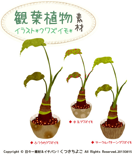 フリー素材　イラスト　観葉植物　クワズイモ　グリーン　サンプル画像