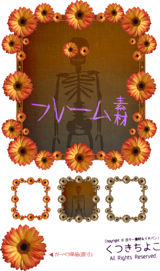 フリー素材 フレーム素材 花 切り抜き写真 ガーベラ サンプル画像