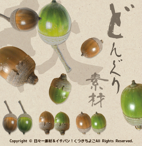 フリー素材 切抜き画像 秋モチーフ どんぐり イチイガシ サンプル画像