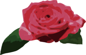 バラ 赤