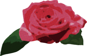 バラ 赤