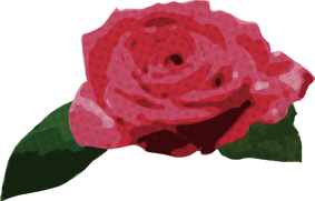 バラ 赤