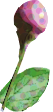 バラ ピンク つぼみ